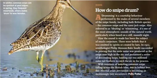  ??  ?? In winter, common snipe can be spotted at pool edges; in spring, they frequent moorlands, where males ‘drum’ to woo females.