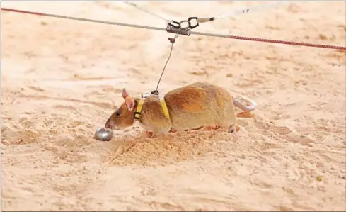  ?? PHA LINA ?? Trained by Belgian non-profit Apopo to detect landmines in Cambodia, the rat team rises at 4am, arriving at the minefields to start work at the crack of dawn at 6am. The rodents are able to clear boxes measuring 200sqm each day.