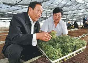  ?? LIU XIAO / XINHUA ?? Shi Guangyin checks the condition of potato seedlings at a nursery belonging to his company in Dingbian county, Shaanxi province, last May.