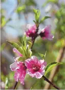  ??  ?? Peach tree, Valley