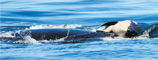  ?? — MICHAEL WEISS/CENTER FOR WHALE RESEARCH VIA AP FILES ?? A baby orca being carried by her mother, J35, off the coast near Victoria, last summer drew the world’s attention to the plight of the southern resident killer whales, whose population has dwindled to only 74 individual­s.