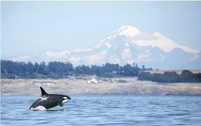  ??  ?? A southern resident killer whale breaches in Haro Strait. The reduction in ocean-going traffic caused by the coronaviru­s means that orcas are dealing with far less noise pollution in the waters around the Island.