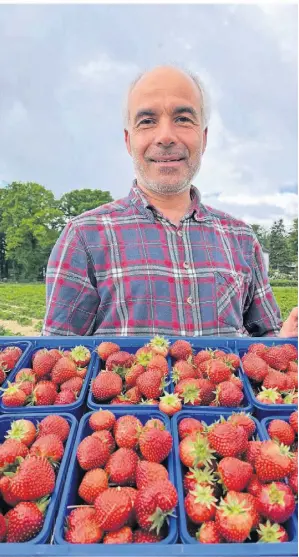 Erdbeeren: Das volle Wetter bis zur Reife - PressReader