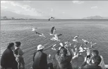  ?? YANG ZONGYOU / XINHUA ?? Visitors feed black-headed gulls by Erhai Lake.