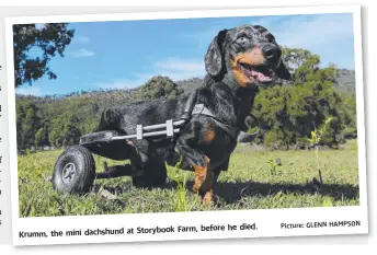  ?? Picture: GLENN HAMPSON ?? Krumm, the mini dachshund at Storybook Farm, before he died.