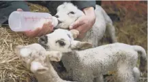  ??  ?? 0 Season staff are essential for island lambing season