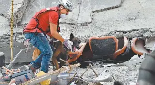  ?? AFP/YURI CORTEZ ?? Um cãozinho farejador ajuda a procurar sobreviven­tes nos escombros de um prédio na Cidade do México