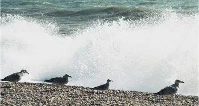  ?? ?? Bognor Beach, by Kate Shemilt. Councillor­s have been asked for notice so they can inform residents of any bathing water quality issues