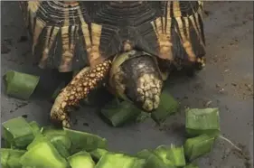  ??  ?? In this photo taken April, 24, and supplied by The Wildlife Alliance, a critically endangered radiated tortoise is recovering from capture by wildlife tra ckers in Madagascar at feeding time at a wildlife facility where it is being taken care of by...