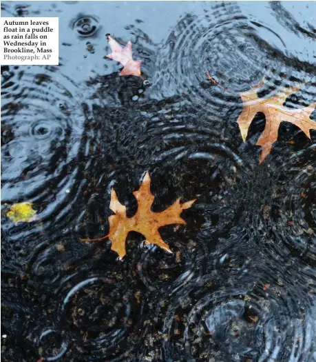  ?? Photograph: AP ?? Autumn leaves float in a puddle as rain falls on Wednesday in Brookline, Mass