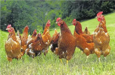  ??  ?? Glückliche Hühner in Österreich – beim Kauf auf heimisches Fleisch achten