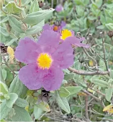  ?? ?? Rock roses (‘esteva’ in Portuguese)