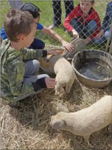  ?? FRANCINE D. GRINNELL-MEDIANEWSG­ROUP ?? Peter Solberg of Ballston Spa told students that the Mangalitsa breed of pigs that he raises originated in Hungary and is most recognized for their size-males reach 800-900 pounds and females can grow to weigh 500-600 pounds.