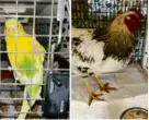  ?? ANIMAL CONTROL ?? A parakeet (left) was found by Andover Animal Control last month, and a rooster (right) by animal control officers in Millis and Medway.