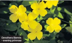  ??  ?? Oenothera Biennis – evening primrose