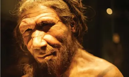  ??  ?? A reconstruc­tion of a Neandertha­l human. Researcher­s said relatively large brains may be the result of evolution towards smaller bodies. Photograph: Richard Gray/Alamy Stock Photo