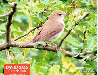  ??  ?? Garden Warbler