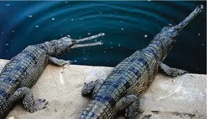  ?? —AFP ?? DHAKA: This picture shows gharials in Dhaka, Bangladesh.