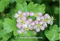  ??  ?? Crataegus monogyna.