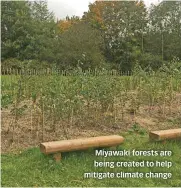  ??  ?? Miyawaki forests are being created to help mitigate climate change