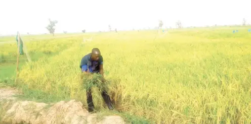  ??  ?? A farmer at the Hadejia-Jama’are irrigation site