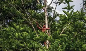  ?? Photograph: AFP Contributo­r/AFP/Getty Images ?? A Waiapi boy climbs up a Geninapo tree to pick fruits to make body paint at the Waiapi indigenous reserve in Amapa state, Brazil.