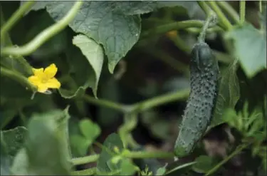  ?? PHOTOS BY LESLIE MAZOCH — THE ASSOCIATED PRESS ?? A cucumber flower, left, and a growing cucumber fruit, right, on a cucumber plant at the organic community garden “Huerto Roma Verde” in Mexico City.