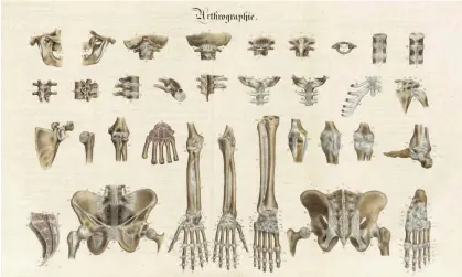  ?? Science History Images/Alamy ?? ‘He knew the anguish of the marrow / The ague of the skeleton; / No contact possible to flesh /Allayed the fever of the bone.’ Illustrati­on: