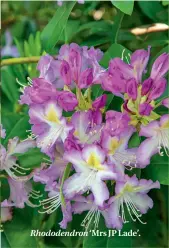  ??  ?? Rhododendr­on ‘Mrs JP Lade’.