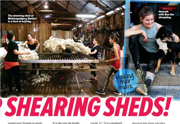  ??  ?? The shearing shed at Mullengudg­ery Station is a hive of activity.
Making their mark
Hannah with Buz the sheepdog.