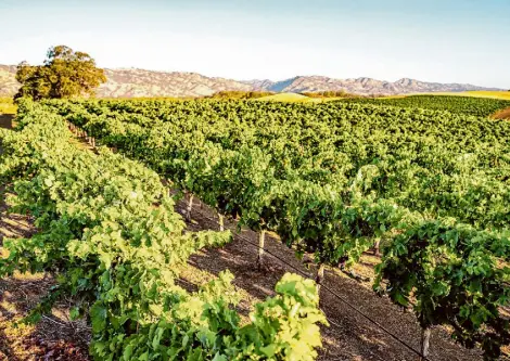  ?? Alex Fisher-Wagner/Craving to Create ?? Berryessa Gap Vineyards is now part of an official wine region in the Central Valley: Winters Highlands.