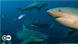  ??  ?? Some 800,000 tons of shark is caught every year