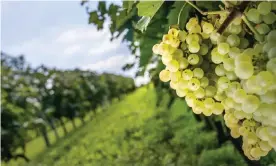  ??  ?? Cognac can only be made in one 78,000-hectare area of France, using grapes grown in six regions. Photograph: Charbeau Stéphane/BNIC