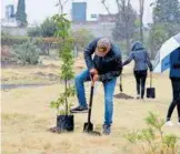  ?? ?? Se sembraron más de 100 ejemplares arbóreos endémicos