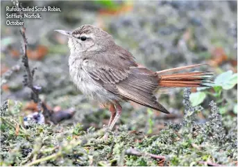  ??  ?? Rufous-tailed Scrub Robin, Stiffkey, Norfolk, October