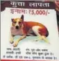  ?? HANDOUT ?? A poster announcing a reward of ₹5,000 for informatio­n on Brownie.