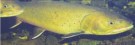  ?? GOVERNMENT OF ALBERTA ?? Bull trout are sensitive to warm waters that contain less oxygen. These days they’re struggling to breathe in Alberta’s rivers and streams. Meanwhile, the high water temperatur­es also pose a greater risk of infection for fish and limits their ability...