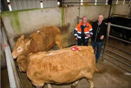  ??  ?? At the annual Bulls and Bullocks Spring Show Sale were Paudie Currant best Lot of Store Bullocks with Chairman Nially O Shea.