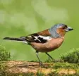  ?? Foto: Andreas Giessler, lbv ?? Unter lbv.de/gartenvoeg­el kannst du dir noch mehr Vögel anschauen und ihre Stimmen anhören.
So sieht ein Buchfink aus.