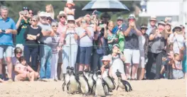  ?? Photo: Ewald Stander ?? The release of penguins into the wild is always a joyous occasion with many people in Plettenber­g Bay rocking up for the experience.