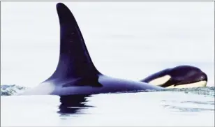  ?? Center for Whale Research ?? KATIE JONES/
Tahlequah with her new baby, J57, in waters off Vancouver Island.