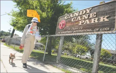  ?? BEA AHBECK/NEWS-SENTINEL ?? Lodi resident Myrna Wetzel pickets along Candy Cane Park on Holly Drive with her dog, Blessed, in Lodi on Thursday. She wants the city to replace the playground equipment in the park, which was removed two years ago.