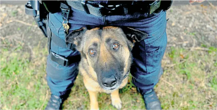  ??  ?? Bis vor kurzem wurden Hunde im Polizeidie­nst mit Stachelhal­sbändern abgerichte­t. Durch die neue, schmerzfre­ie Ausbildung könnte die Stressbela­stung der Hunde sinken.