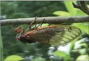  ??  ?? Karl Gardner took this photo of a female cicada laying eggs on his Oley-area property in 2004.