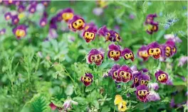  ??  ?? A ‘pansy party’ in Jones’ New Plymouth garden.