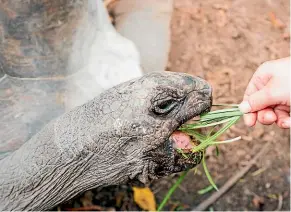  ??  ?? There is one thing that’ll distract the tortoise . . . food.