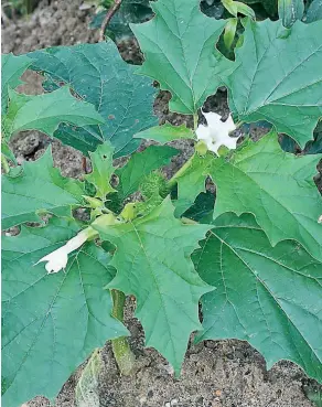  ??  ?? En México, la especie más común es Datura stramonium.