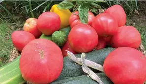  ?? Jessica Damiano/associated Press ?? shows a harvest of homegrown vegetables in Glen Head, N.Y.