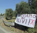  ??  ?? Nella foto grande quello che resta di una quarantina di ulivi secolari espiantati e distrutti per fare posto a una rotatoria poco lontano da Trepuzzi