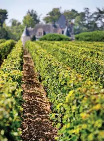  ??  ?? 1. Alignées comme à la messe, les rangs de vignes du Grand Cru 1985.